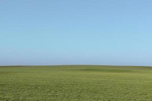 veld- van groen gras met blauw lucht foto