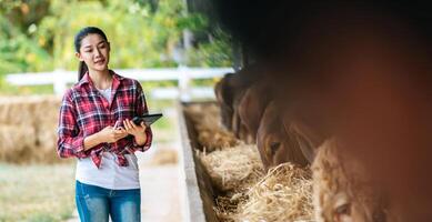 Aziatisch jong boer vrouw met tablet pc computer en koeien in stal Aan zuivel boerderij. landbouw industrie, landbouw, mensen, technologie en dier veeteelt concept. foto