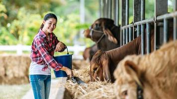 portret van gelukkig Aziatisch boer vrouw met emmer van hooi voeden koeien in stal Aan zuivel boerderij. landbouw industrie, landbouw, mensen, technologie en dier veeteelt concept. foto