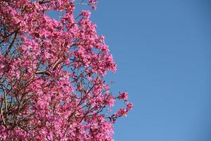 roze lapacho in bloem in zuiden Amerika foto