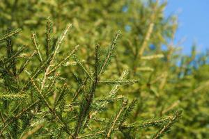 natuurlijk groenblijvend takken met naalden van Kerstmis boom in pijnboom Woud. Spar takken klaar voor decoratie voor gelukkig nieuw jaar, Kerstmis foto