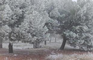 een bevroren dennenbos op een winterochtend in Castilla foto