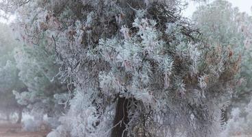 een bevroren dennenbos op een winterochtend in Castilla