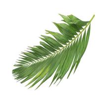 palmblad geïsoleerd op een witte achtergrond foto