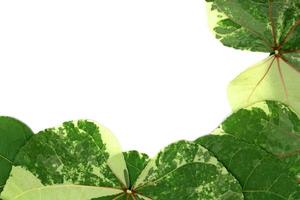 groen bladerenpatroon op een witte achtergrond foto