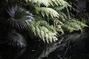 groene jungle planten foto