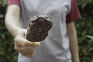 chocoladeroomijs op een stokje foto