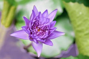 paarse lotusbloem met geel stuifmeel foto