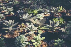 groep vetplanten foto