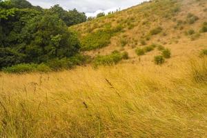 lang grasveld foto