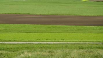 veld- strepen in zomer foto