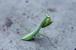 onscherp beeld van een sprinkhaan foto