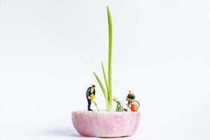 miniatuur tuinders oogsten lente-ui op een witte achtergrond, landbouw concept foto