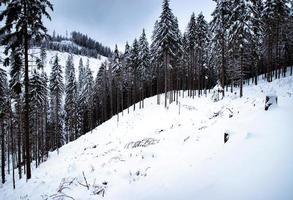 winter bos met sneeuw foto