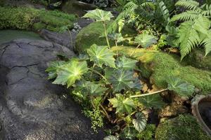 planten in de tuin foto