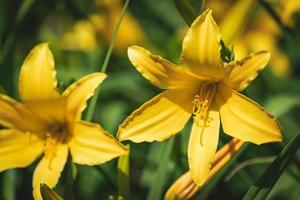 gele bloemen en toppen van daglelie foto