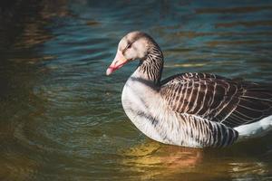 gans die zonnebaden in een meer foto