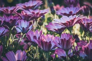 paarse en roze bloemen van Afrikaanse madeliefje foto