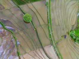 mooi ochtend- visie Indonesië panorama landschap rijstveld velden met schoonheid kleur en lucht natuurlijk licht foto