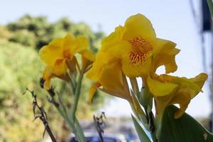 vers geel canna lelie bloem Aan vervagen natuur achtergrond. foto