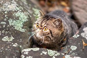 een schattig bruin gestreept exotisch kort haar ras van katten zittend Aan een grijs steen n is bang van op reis buitenshuis foto