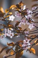 bloemen van pruimenboom in het vroege voorjaar foto