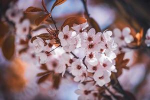 bloemen van pruimenboom in het vroege voorjaar foto