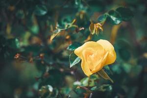 gele bloem van een mini rozenstruik foto