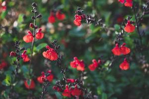 kleine rode bloemen van salie foto