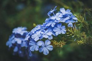 blauwe bloemen van cape leadwort ook wel bekend als blauw plumbago foto