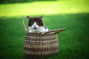 schattige Britse korthaar kat, zittend in een mand op groen gras foto