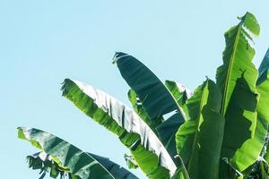 licht groen banaan bladeren in de lucht, helder symbolen van leven. foto