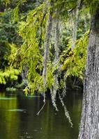Spaans mos Aan een cipres boom in tampa Florida foto