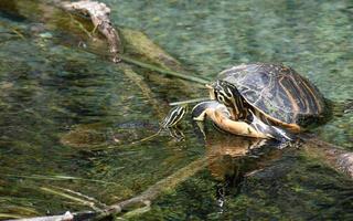 schildpad in vijver in Florida foto