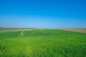 groen ingezaaid veld met blauwe lucht