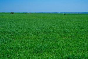 met gras begroeide groene veld foto