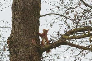 een rood eekhoorn klimt Aan een eik boom foto