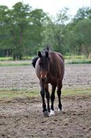 bruin paard wandelen Aan een zanderig paddock foto