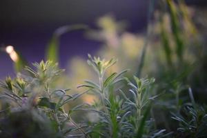 galium aparine en doof brandnetel in achtergrondverlichting Bij zonsondergang foto