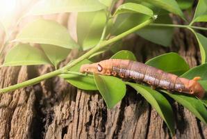 gekleurde rups- of bruin worm, daphnis nerii aan het eten blad foto