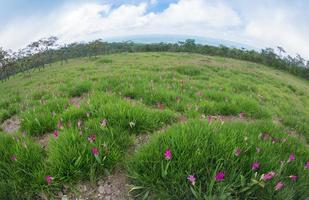 Siam tulp veld, kurkuma alismatifolia bloem foto