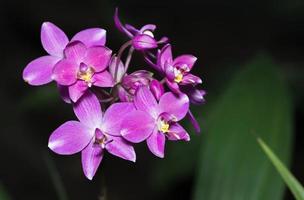 levendig roze spathoglottis orchidee bloem foto