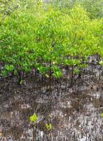 zaailing mangroven Woud foto
