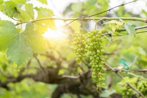 groen druif in boerderij Aan ochtend- foto