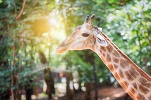 hoofd van giraffe foto