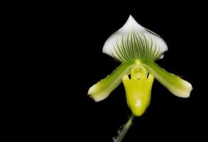 dame pantoffel orchidee bloem, paphiopedilum foto