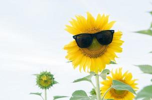 schattig zonnebloem slijtage zonnebril Aan wit wolk lucht. foto