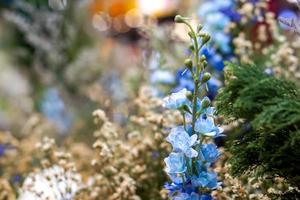 detailopname en Bijsnijden weinig blauw bloem Aan wazig achtergrond. foto