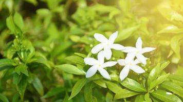 wit pin bloemen van Thailand. deze klein bloem soorten Thais mensen telefoontje het dok khem. foto