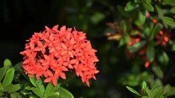 rood pin bloemen van Thailand. deze klein bloem soorten Thais mensen telefoontje het dok khem. foto